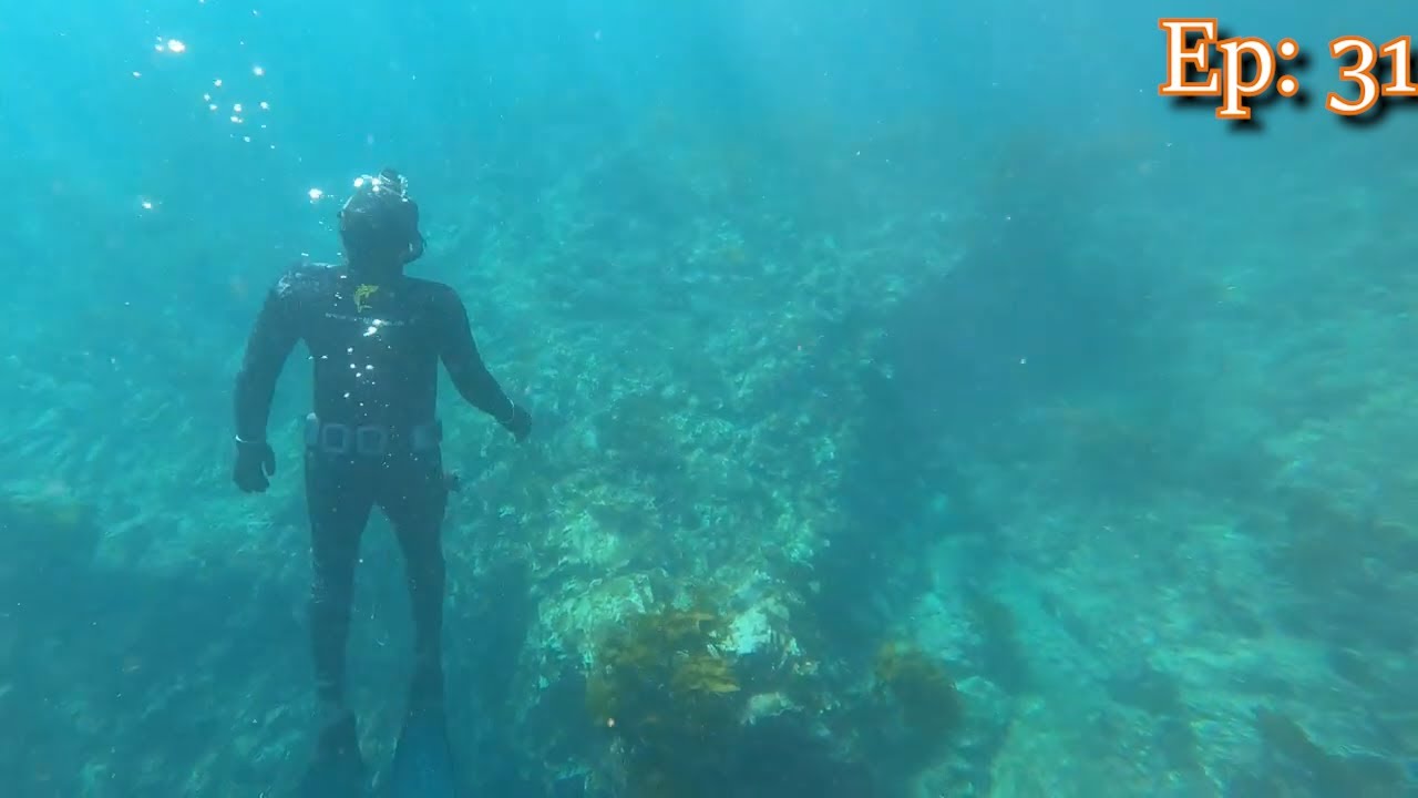 Crayfish diving out Mahinepua!!! Ep 31