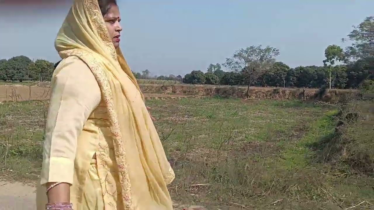 Mango Farming In Uttar Pradesh | Mango Plantation | Village Mango Farming | Mango Harvesting