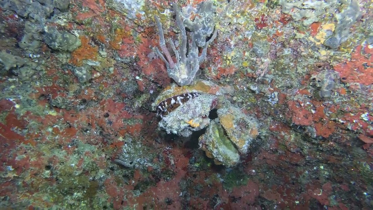 Giant clams Maldives North Male Atoll 31.01