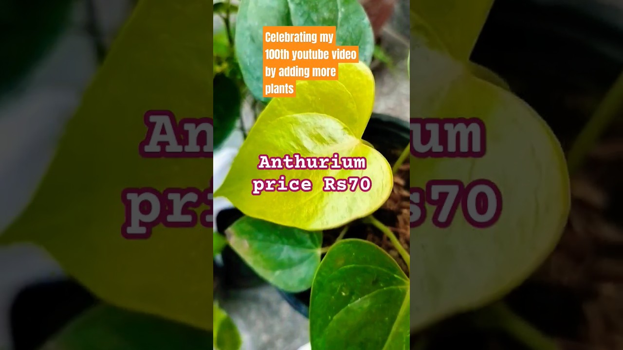 plants shopping #youtubeshorts #flowers #grow #green #assam