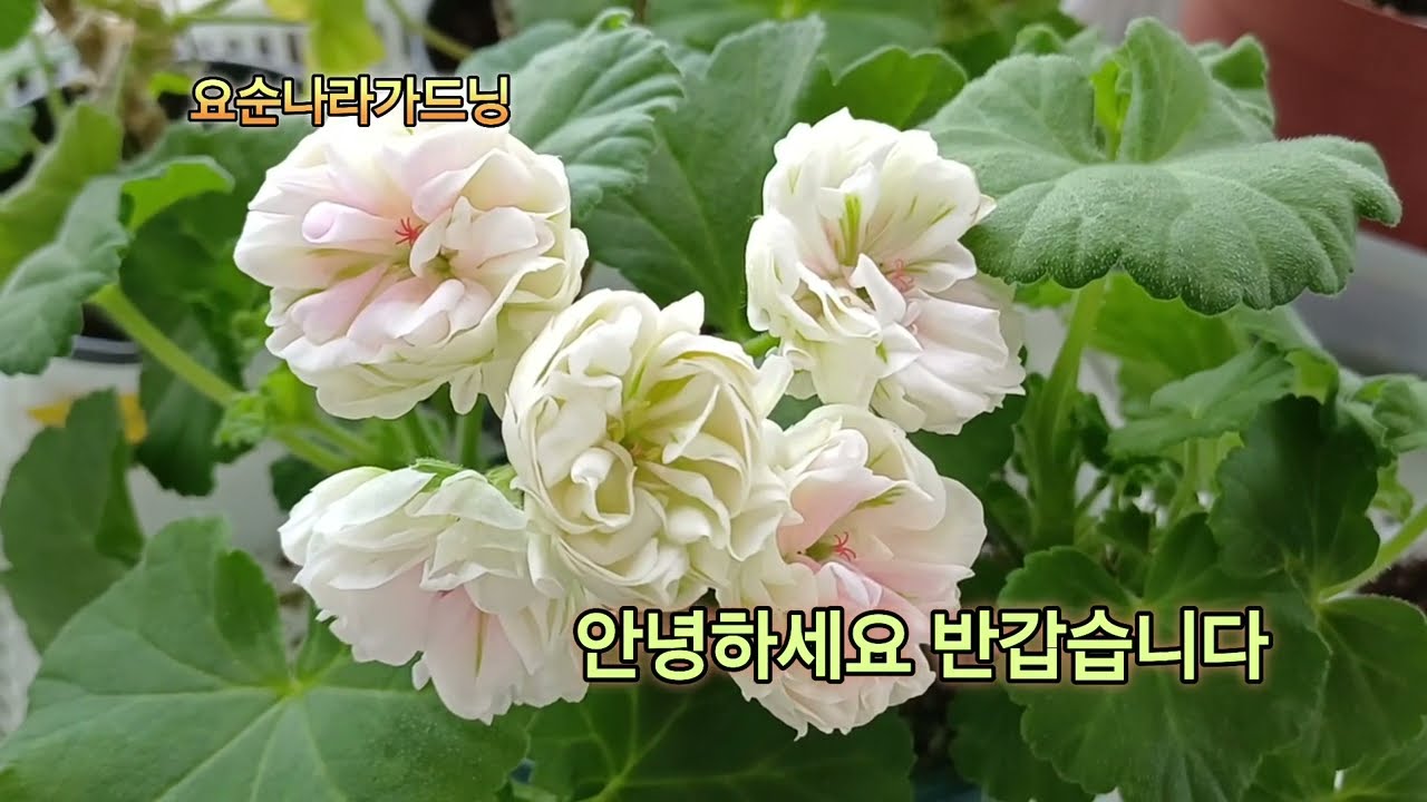 #특별한이중화분속의밭#제라늄이중화분흙배합#무름없는이중화분만드는방법