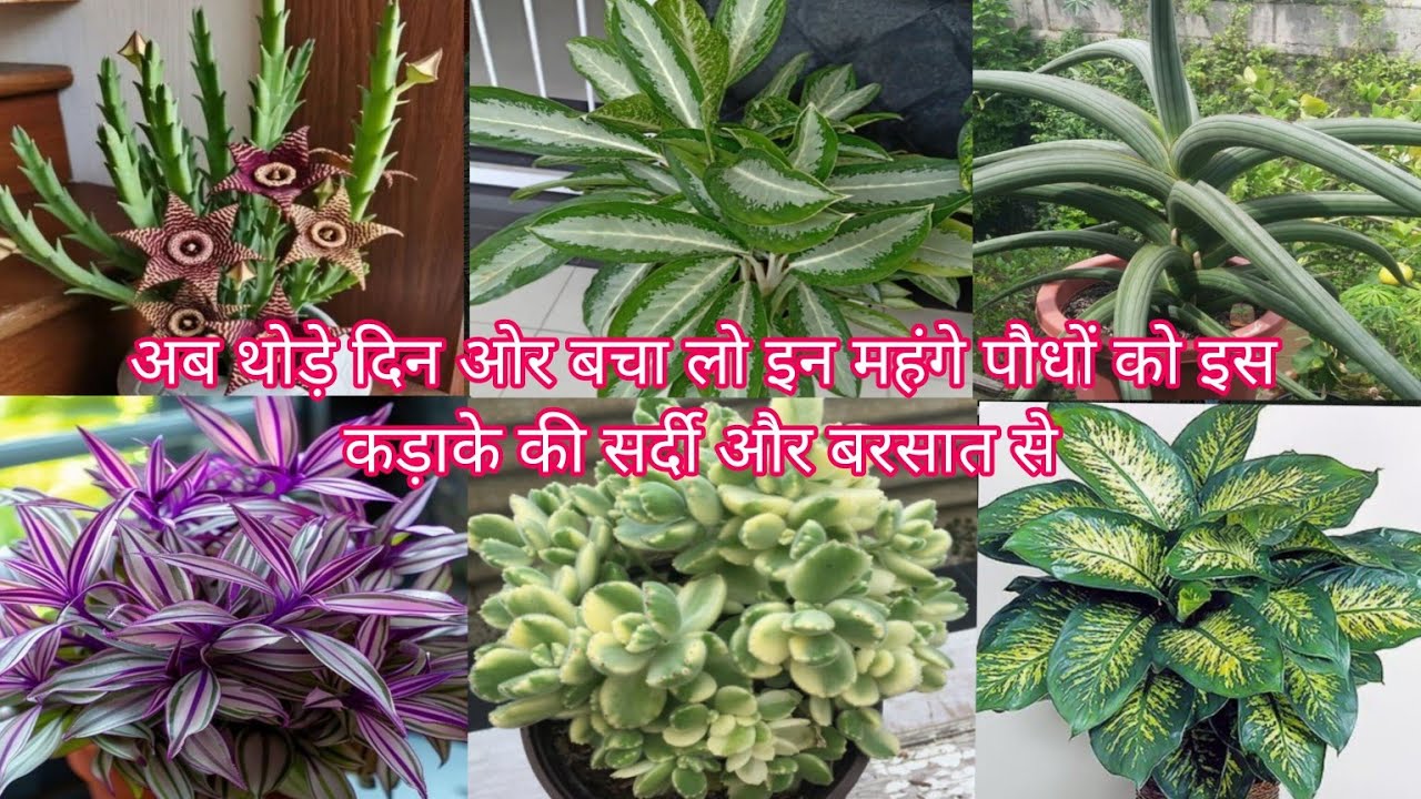 जनवरी/ फरवरी की बरसात में इन महंगे पौधों को बचा के रखे और इस कड़ाके वाली सर्दी से 🌵✨