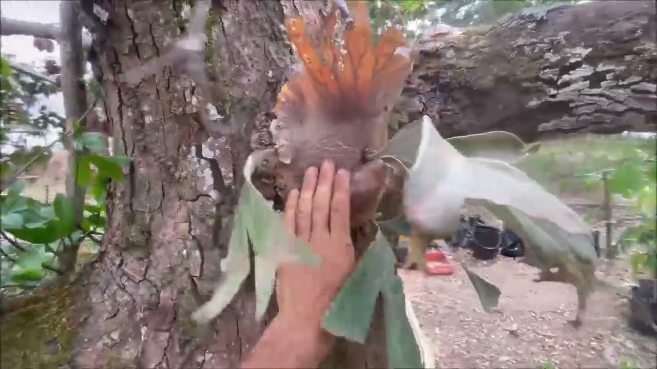 PermaTogo in den Tropen Afrika, Projekt update Video nach der ersten Trockenzeit... April/23