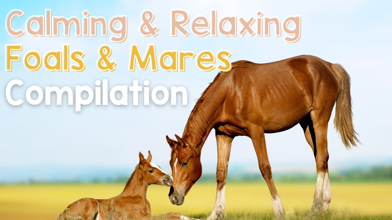 Calming & Relaxing Foals & Mares Compilation
