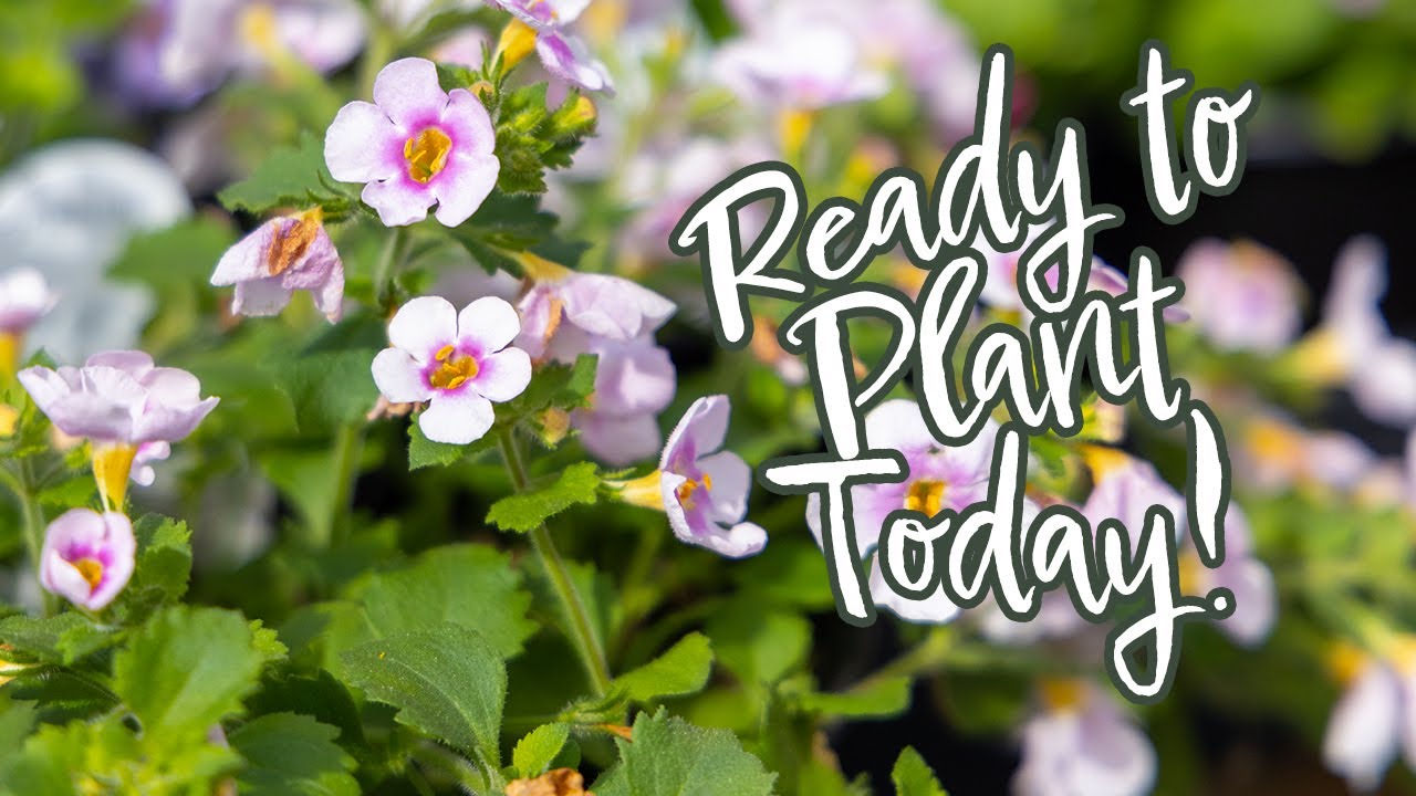 Early Spring Planting Guide: Kickstart Your Garden!