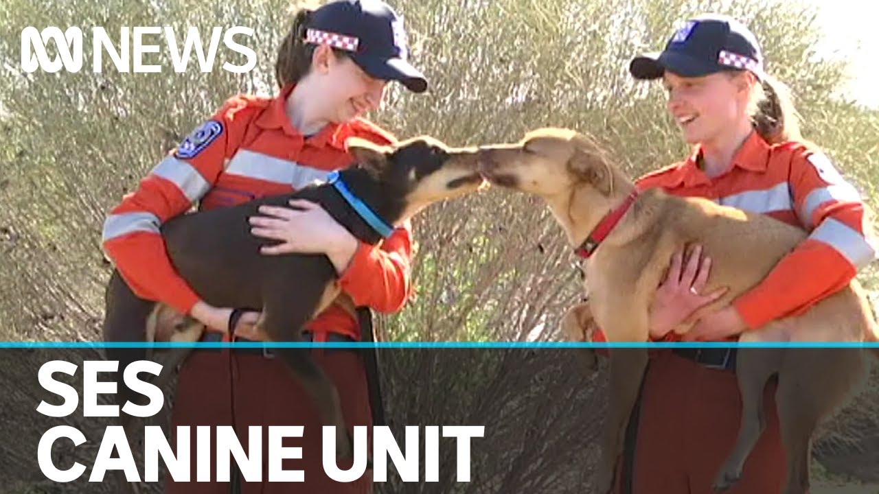 Canine unit based in Riverland SA wins awards and respect | ABC News