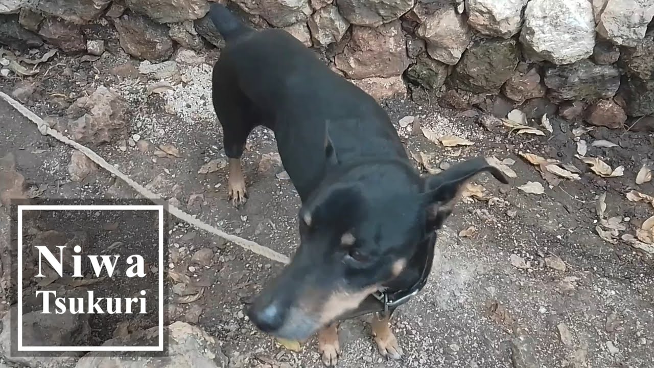 放すと帰ってこない我が家の犬のために！／移住先はメキシコの片田舎、暇なので”庭つくり”！