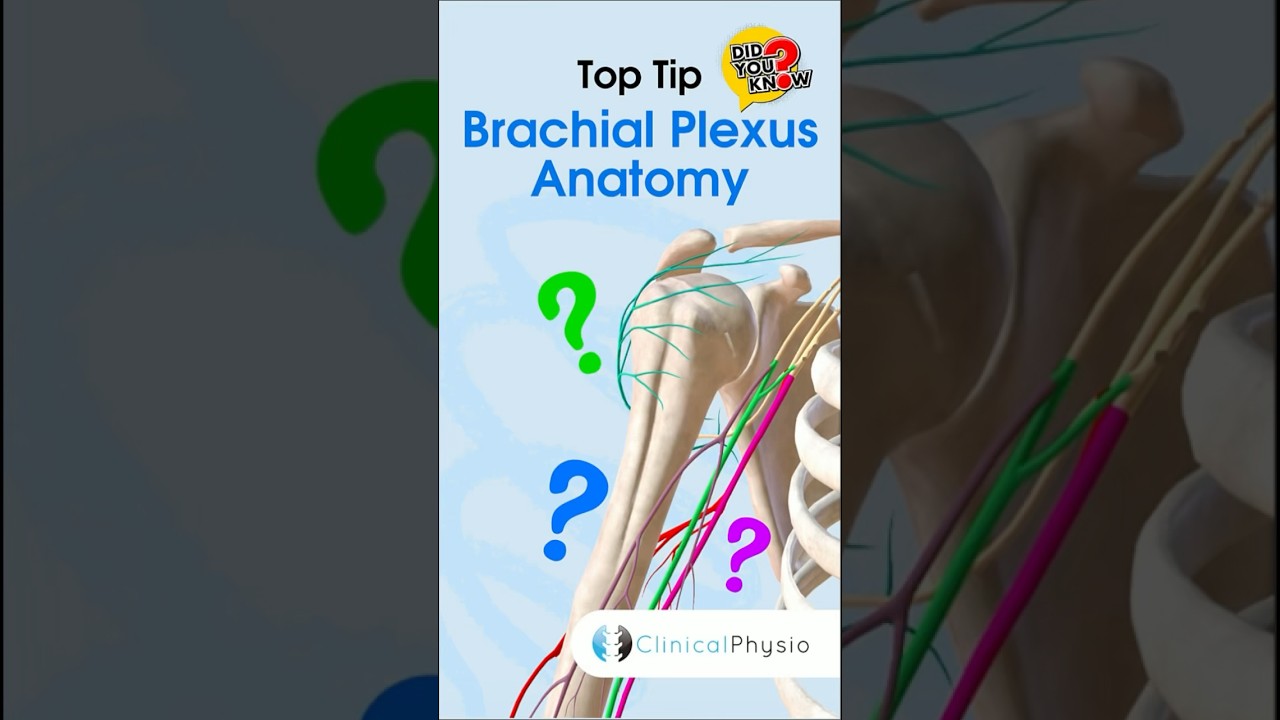 Brachial Plexus Anatomy #physicaltherapy #physiotherapy #anatomy #brachialplexus