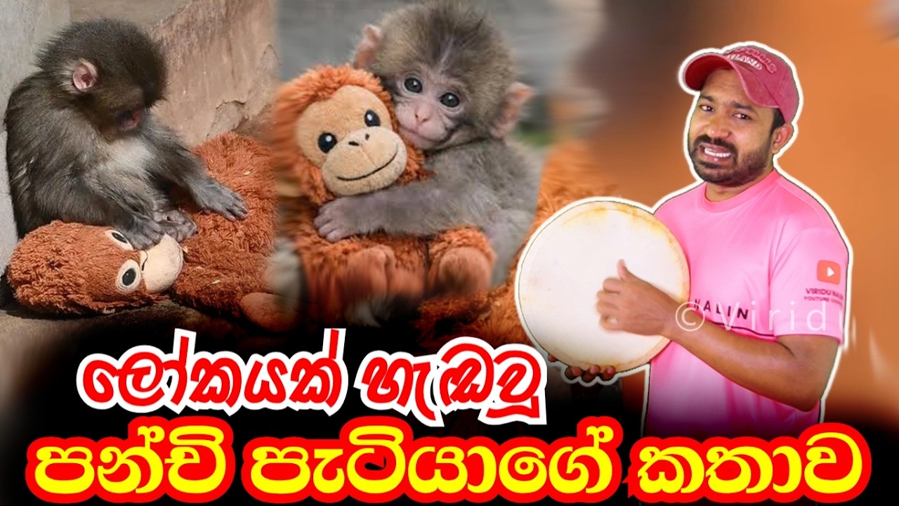 පන්ච් පැටියාගේ කතාව punch little monkey  | Viridu Nalin විරිදු නලින්