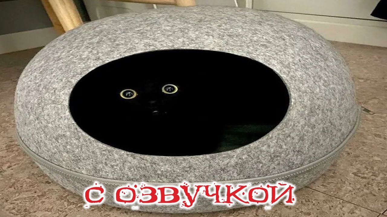 Приколы с котами! СМЕШНЫЕ КОТЫ С ОЗВУЧКОЙ! Самые Смешные Животные!