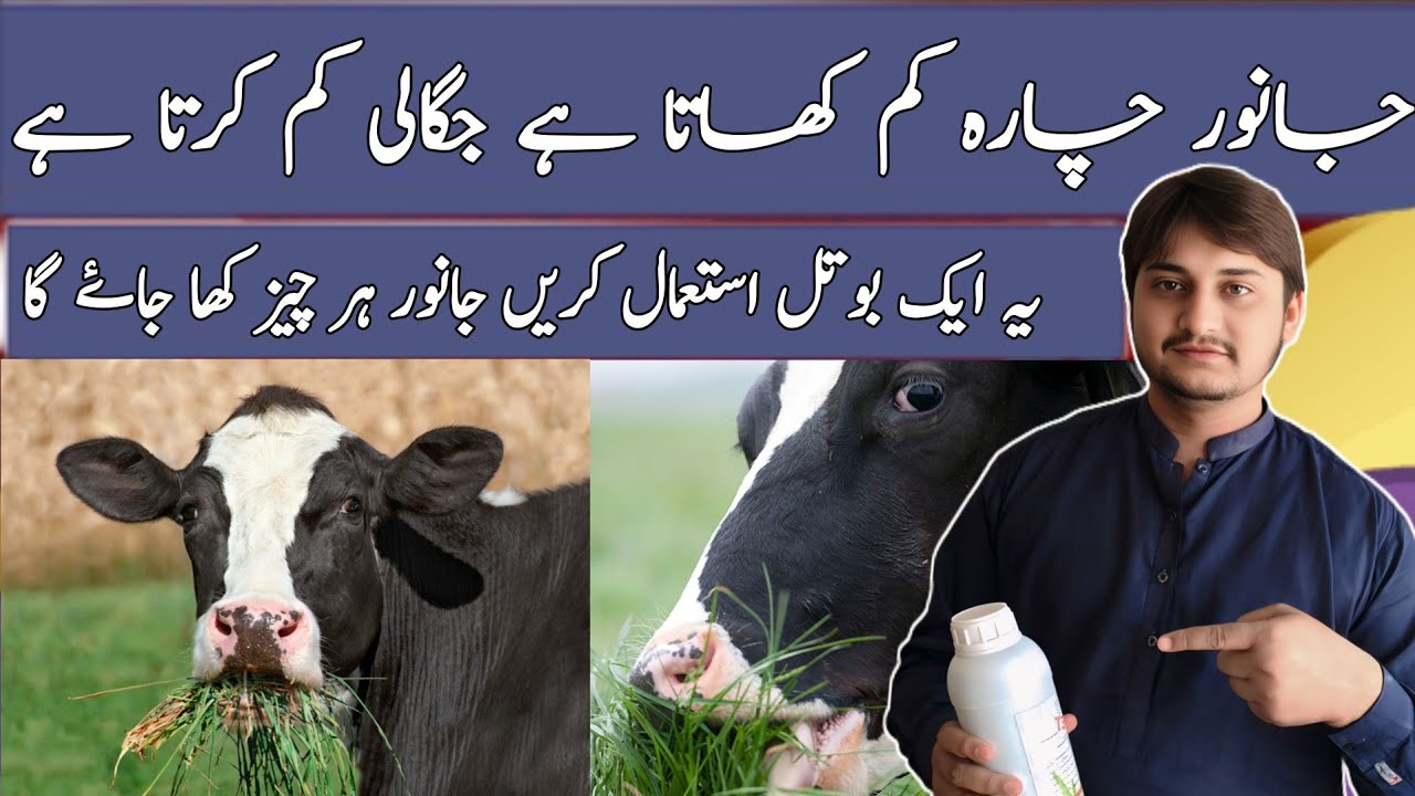 How To increase Appetite of Animals || Agar Janwar Chara Na Khaye To Kya Kare