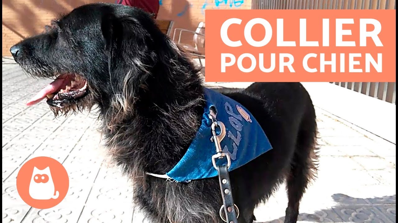 Comment fabriquer un collier pour chien - Facile et rapide !