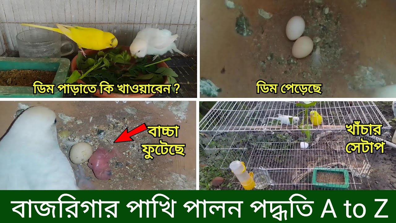 বাজরিগার পাখি পালন পদ্ধতি | ডিম পাড়ার লক্ষন Pakhi Palon| Budgerigar Bird Rearing Breeding|Grow Life