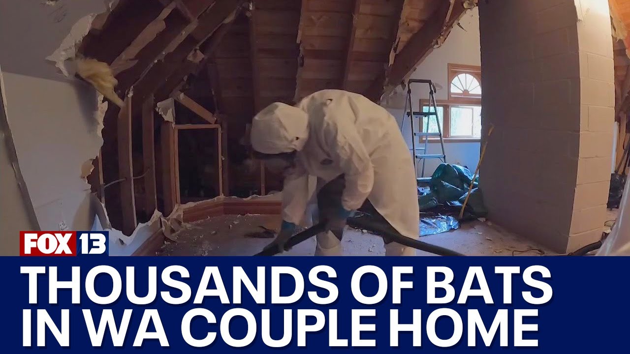 Whidbey Island couple finds thousands of bats in house | FOX 13 Seattle