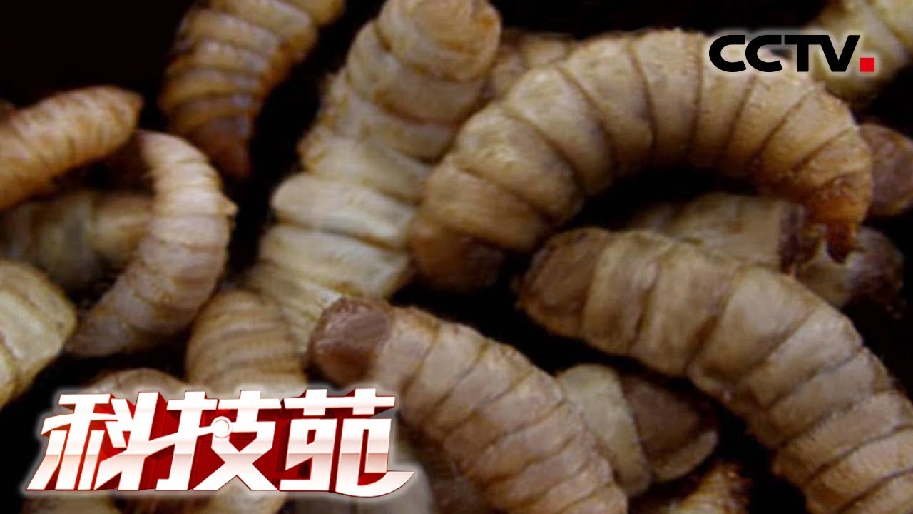 《科技苑》虫吃粪 巧治污 水清稻更香 20181127 | CCTV农业
