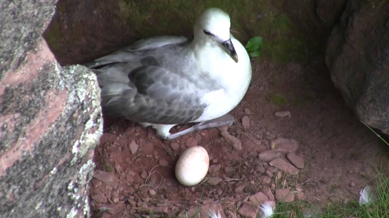 Northern Fulmar (Fulmarus glacialis)