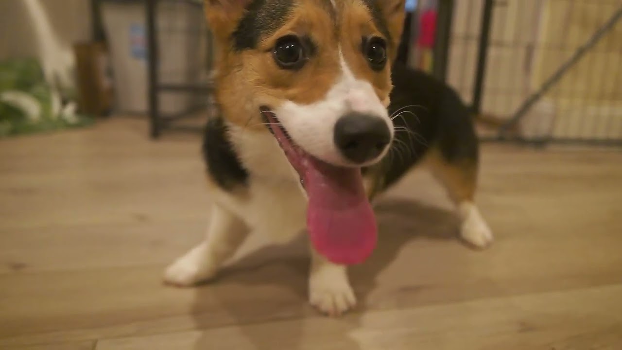 Nova the corgi doing flybys.