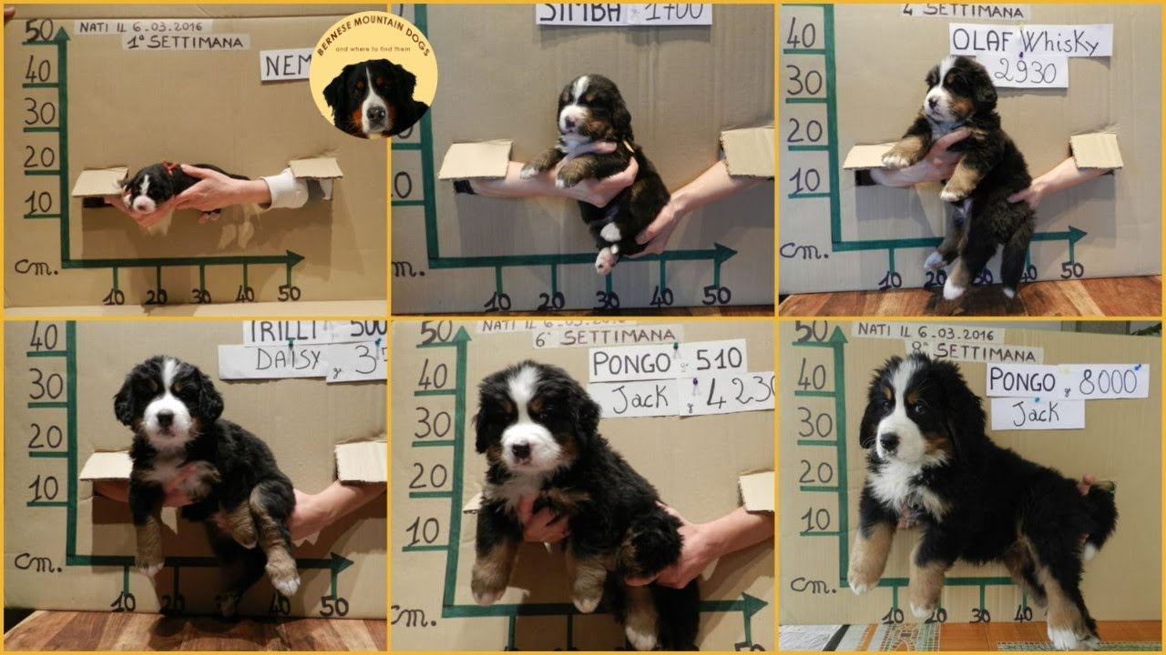 BERNESE MOUNTAIN DOG PUPPIES week by week!
