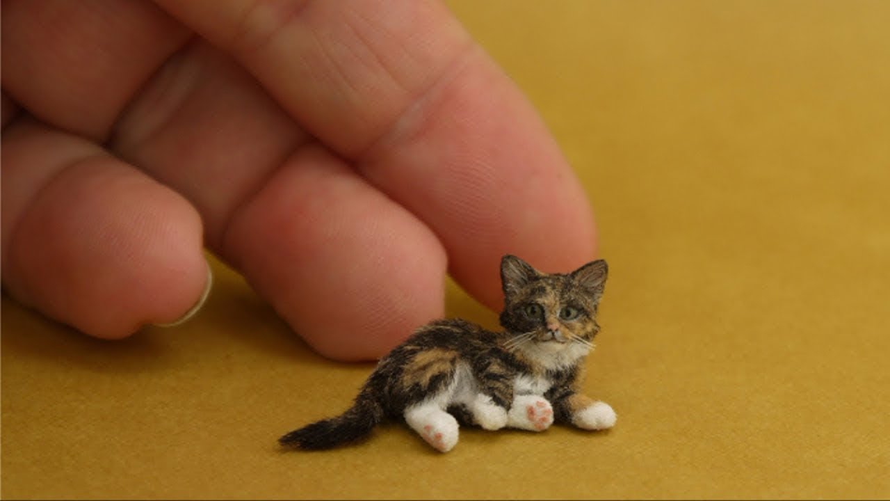 5 Razas de Gatos Más Pequeños Del Mundo ✅