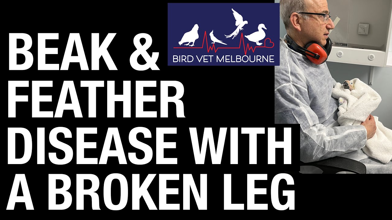 Beak and feather disease with a broken leg - Emergency at Bird Vet Melbourne