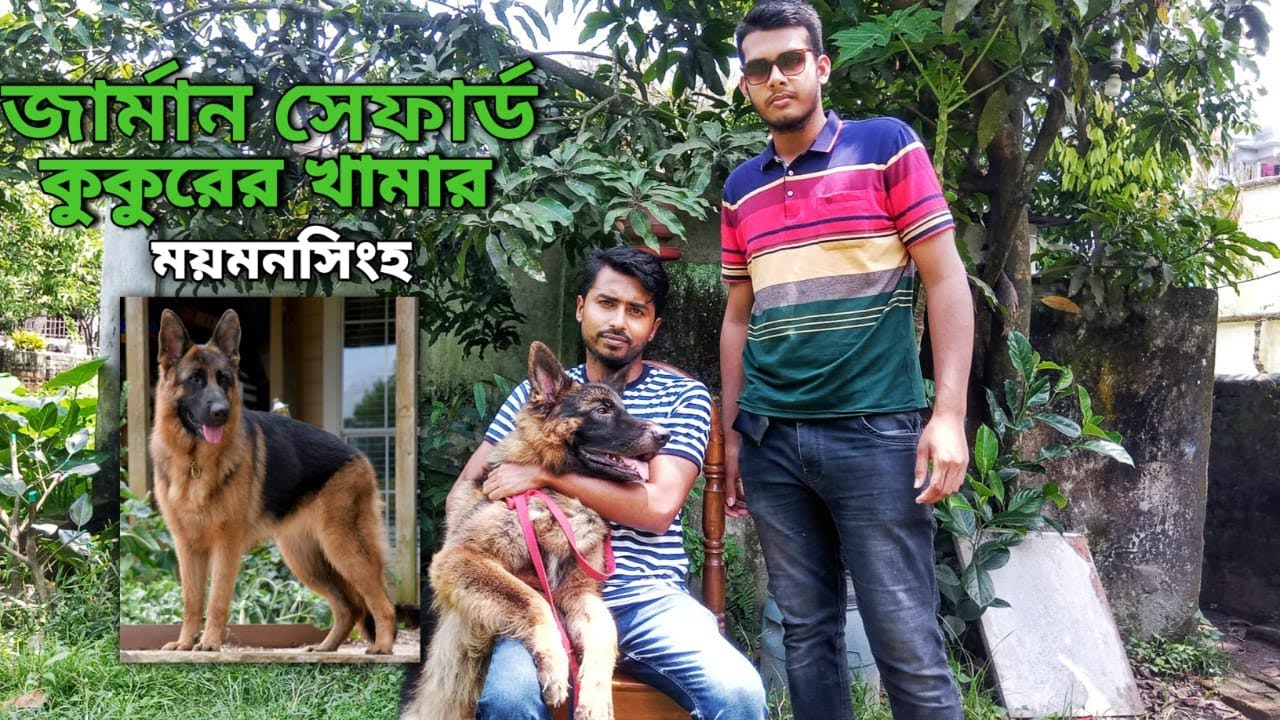 Dog price in Bangladesh|long Cort German shepherd|German shepherd dog kennel@sourovagrokennel1192