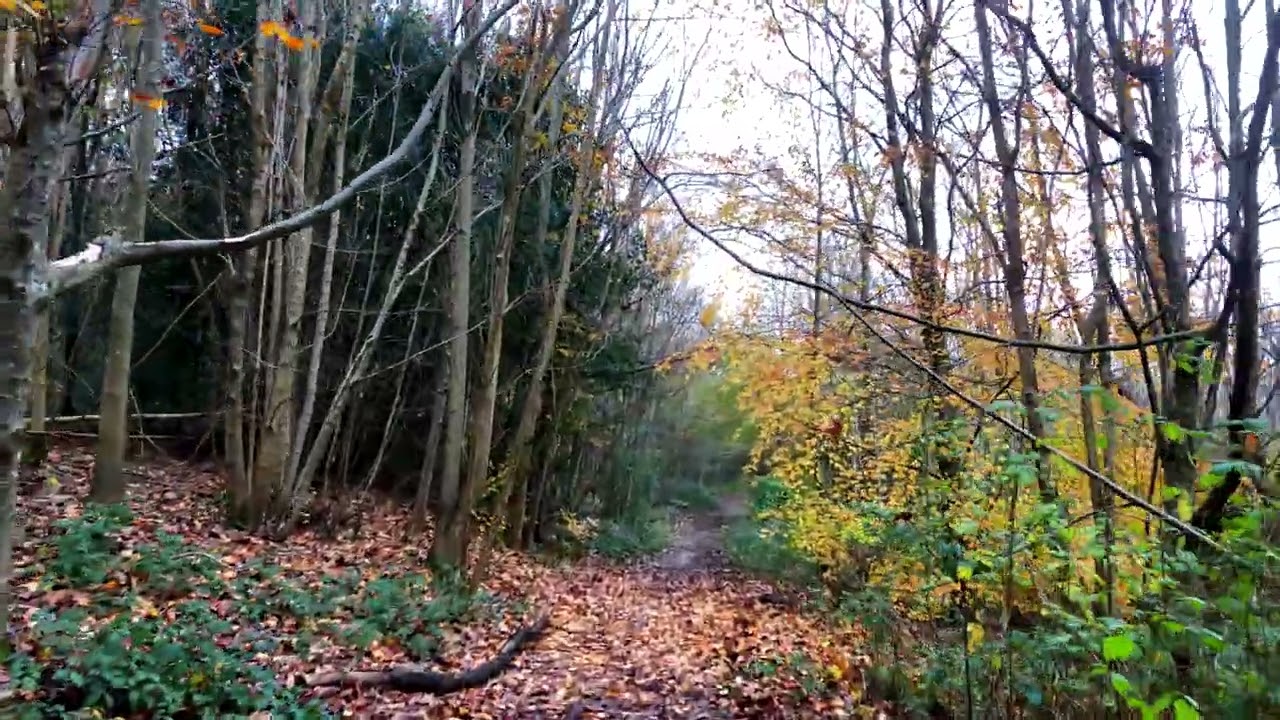 Stanmer Park, Brighton, England stunning walk 4K forest in Autumn for chill study meditation