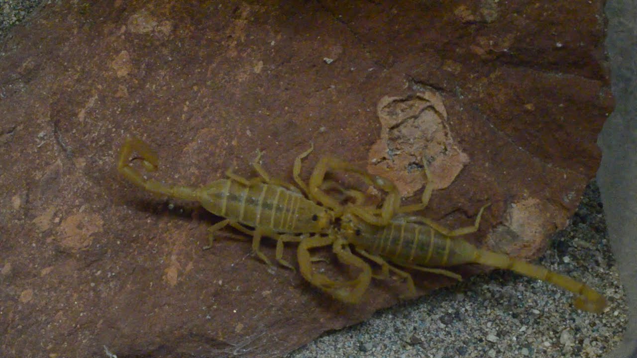 Scorpion Mating Ritual