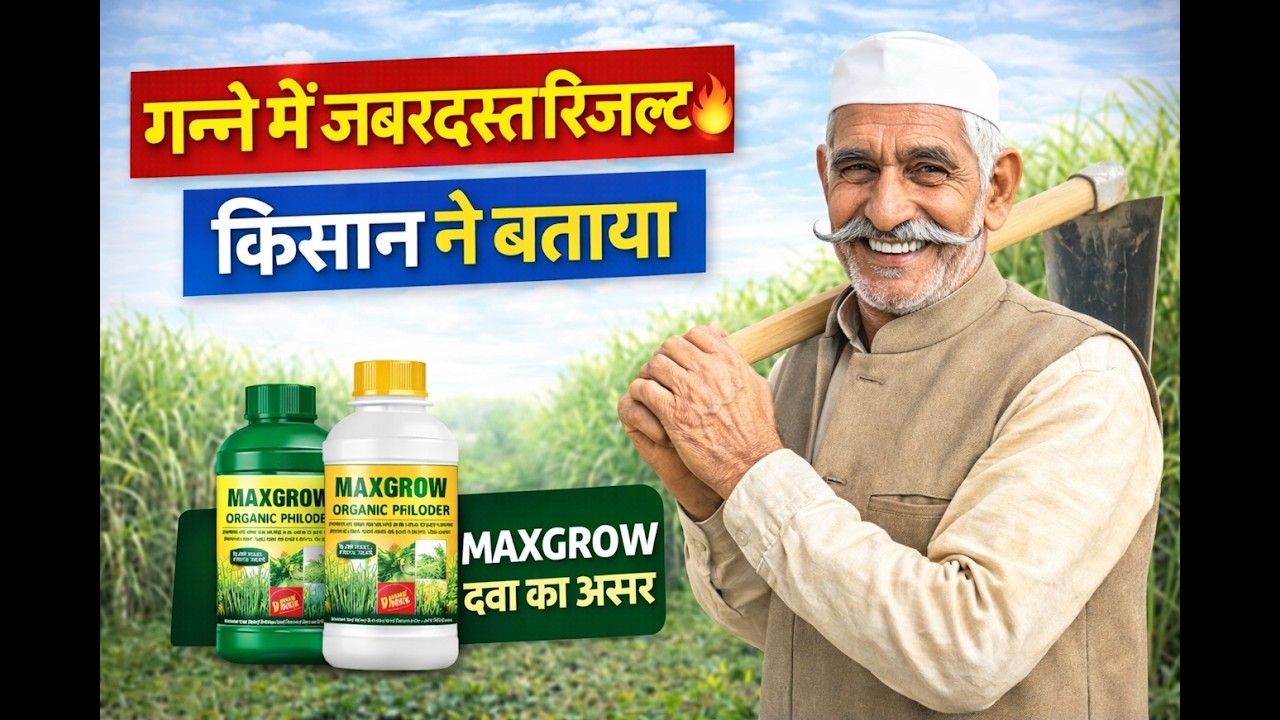 गन्ने में जबरदस्त रिजल्ट 😳 किसान ने खुद बताया | Maxgrow का असर