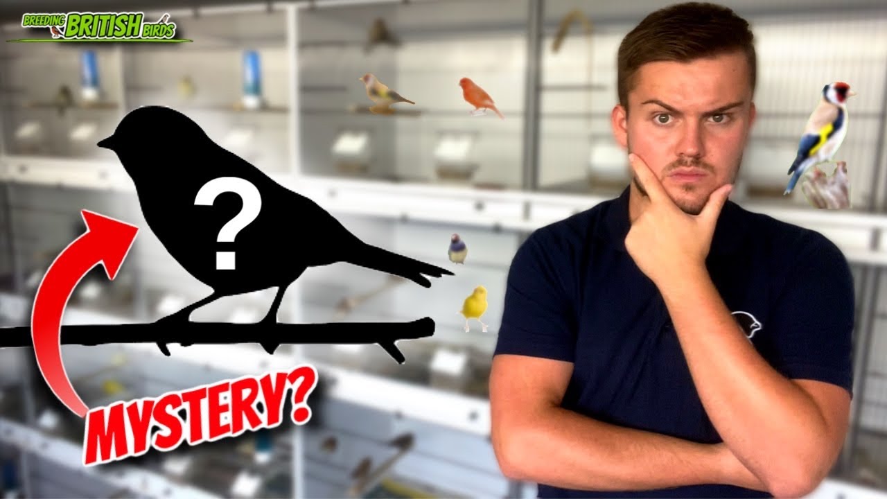 WHAT ARE THEY?! | Breeding British Birds S3:Ep17