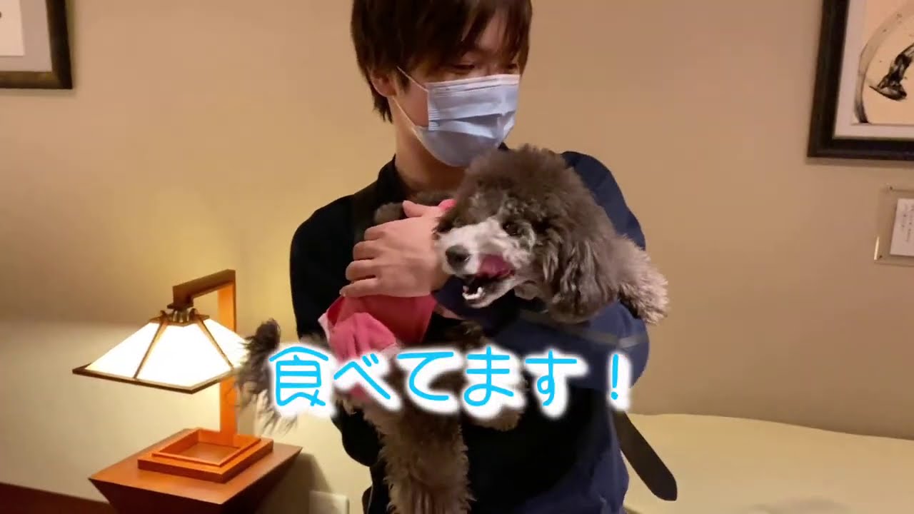 【待ち侘びたEmma】トロと昌磨の帰宅に喜びを爆発させるEmma！  #宇野昌磨#フィギュアスケート#トイプードル生活#宇野樹#Uno1ワンチャンネル