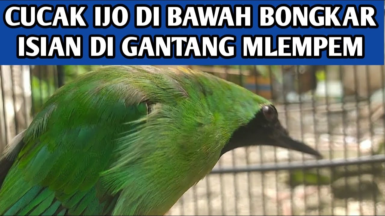 Mengatasi masalah cucak ijo di bawah bongkar isian jamtrok di lomba gantangan diam