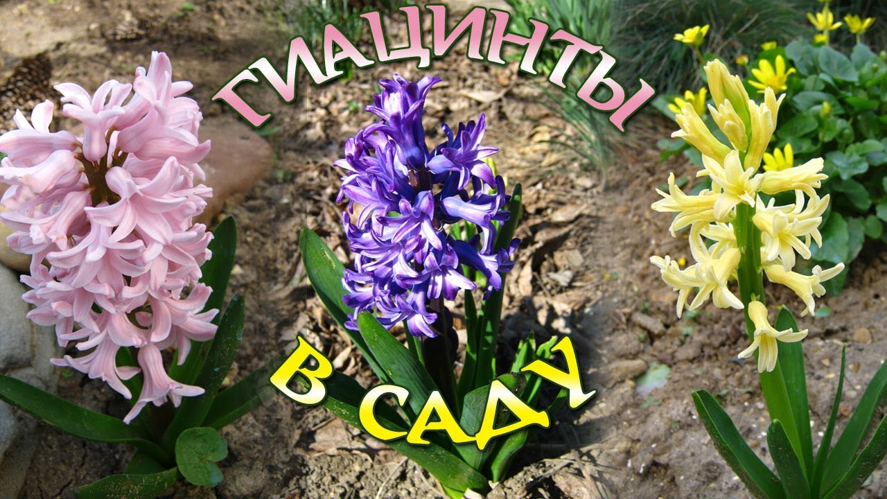 Гиацинт - любимое весеннее луковичное растение. Выращиваю без ежегодной выкопки.