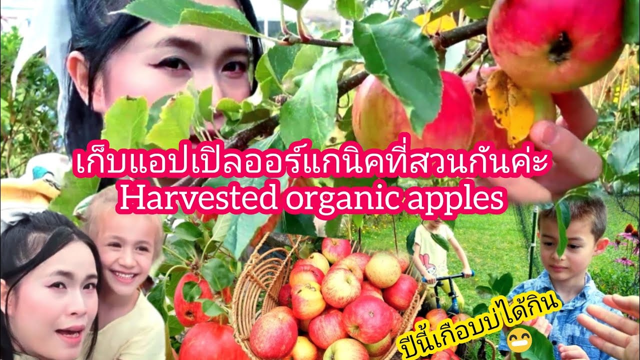เก็บแอปเปิล​ออร์แกนิคที่สวนกันค่ะHarvested organic apples23/2/26