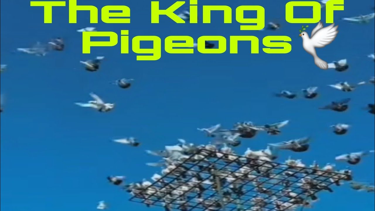 The King of Pigeons 🕊 #Pigeon #video 🕊 The King of Pigeons 🕊 #best #Pigeon 🕊