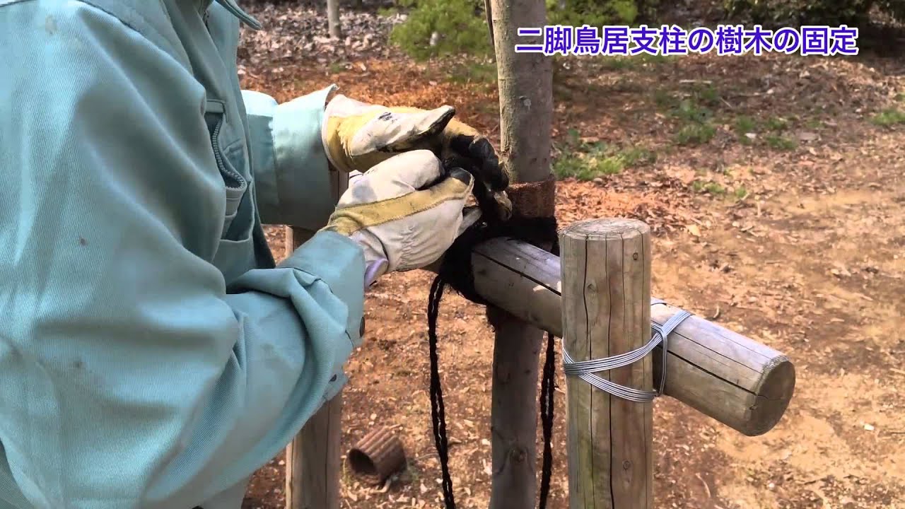 【造園】二脚鳥居支柱の樹木の固定