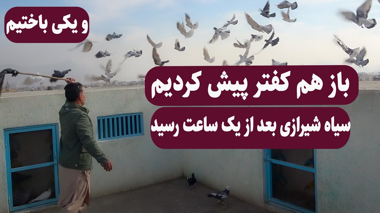 0415/ باز هم کفتر پیش کردیم  یک باخت برگشت سیاه شیرازی بعد از برنامه / Afghan Shawqi