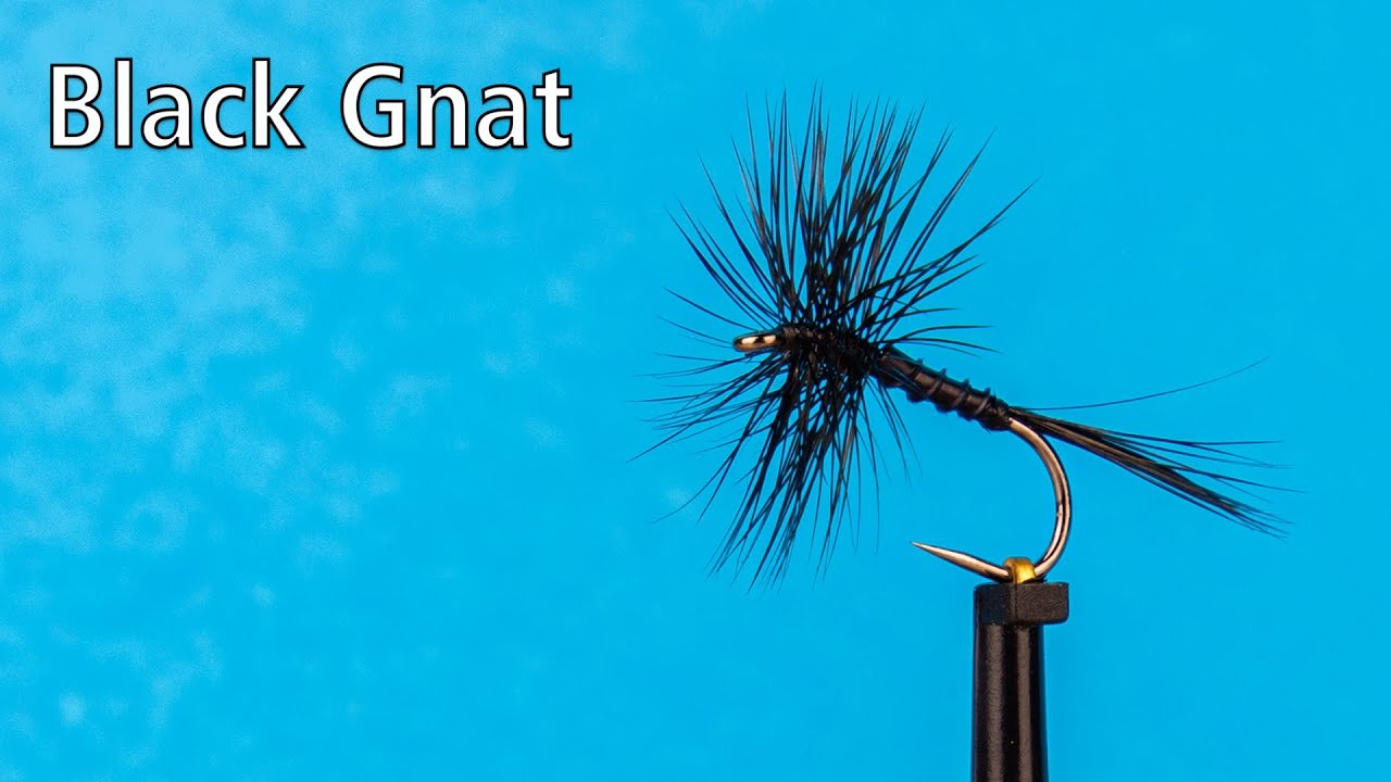Black Gnat