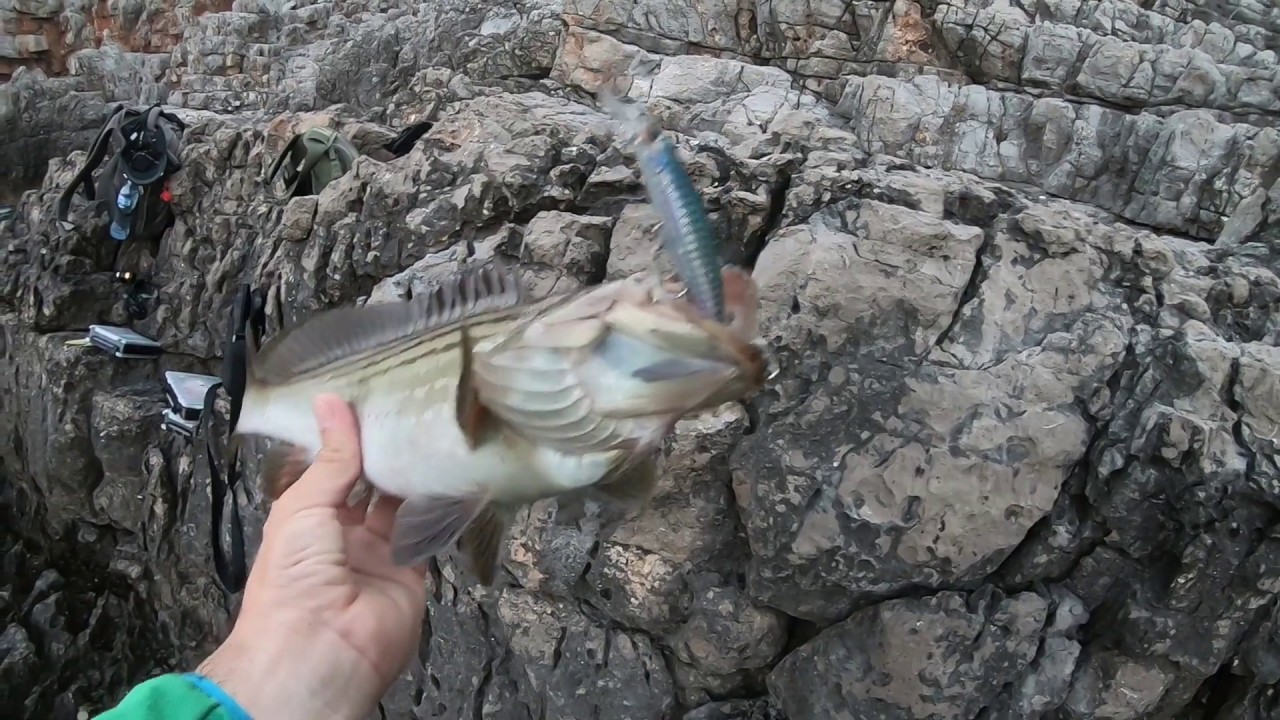 Grouper live strike on Duo Spearhead Ryuki 95s Belone