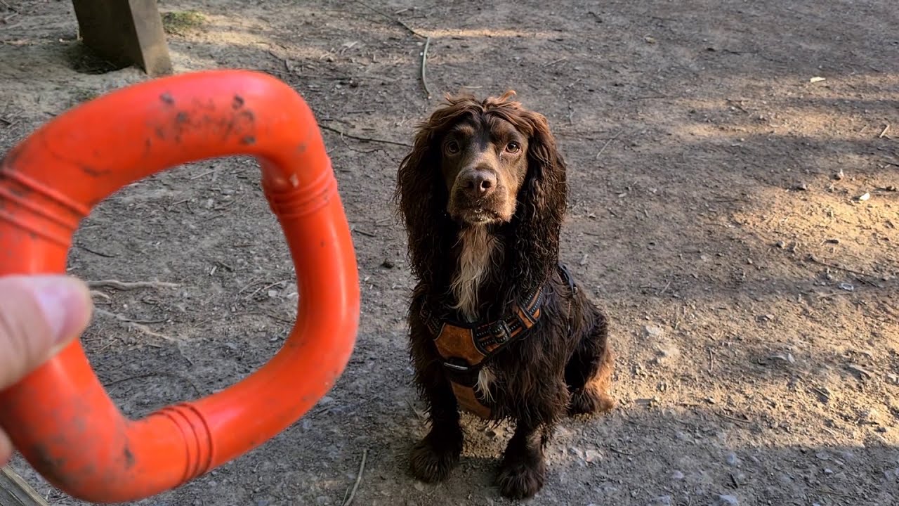 Walking Ralph, an English Cocker Spaniel