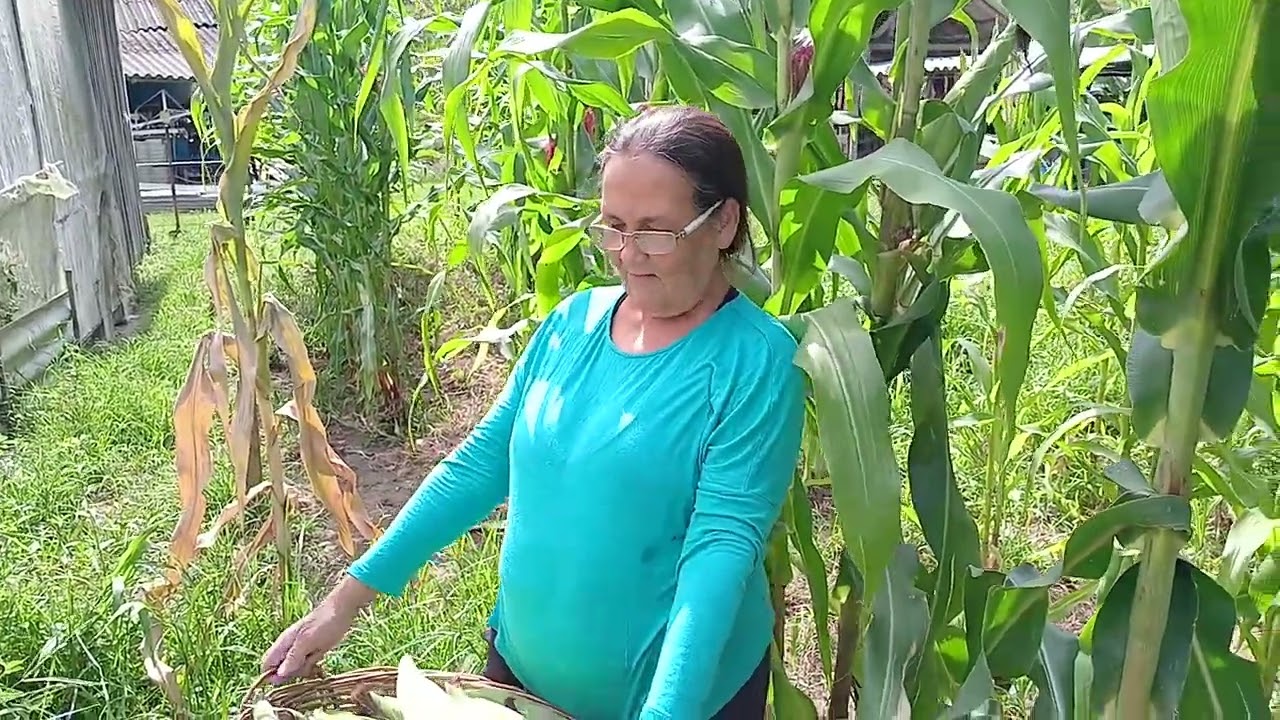 Olha colhermos  MILHO 🌽  E OS PATOS NO LAGO 