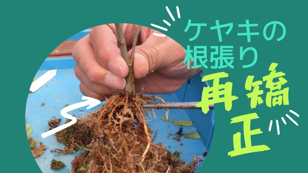 ケヤキの根張り、再矯正