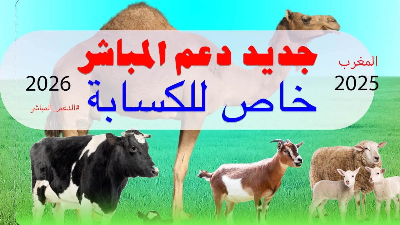 جديد الدعم المباشر خاص  للكسّابة .الدولة غادي تعاون مربي الغنم والماعز والبقر #المغرب #الدعم_المباشر
