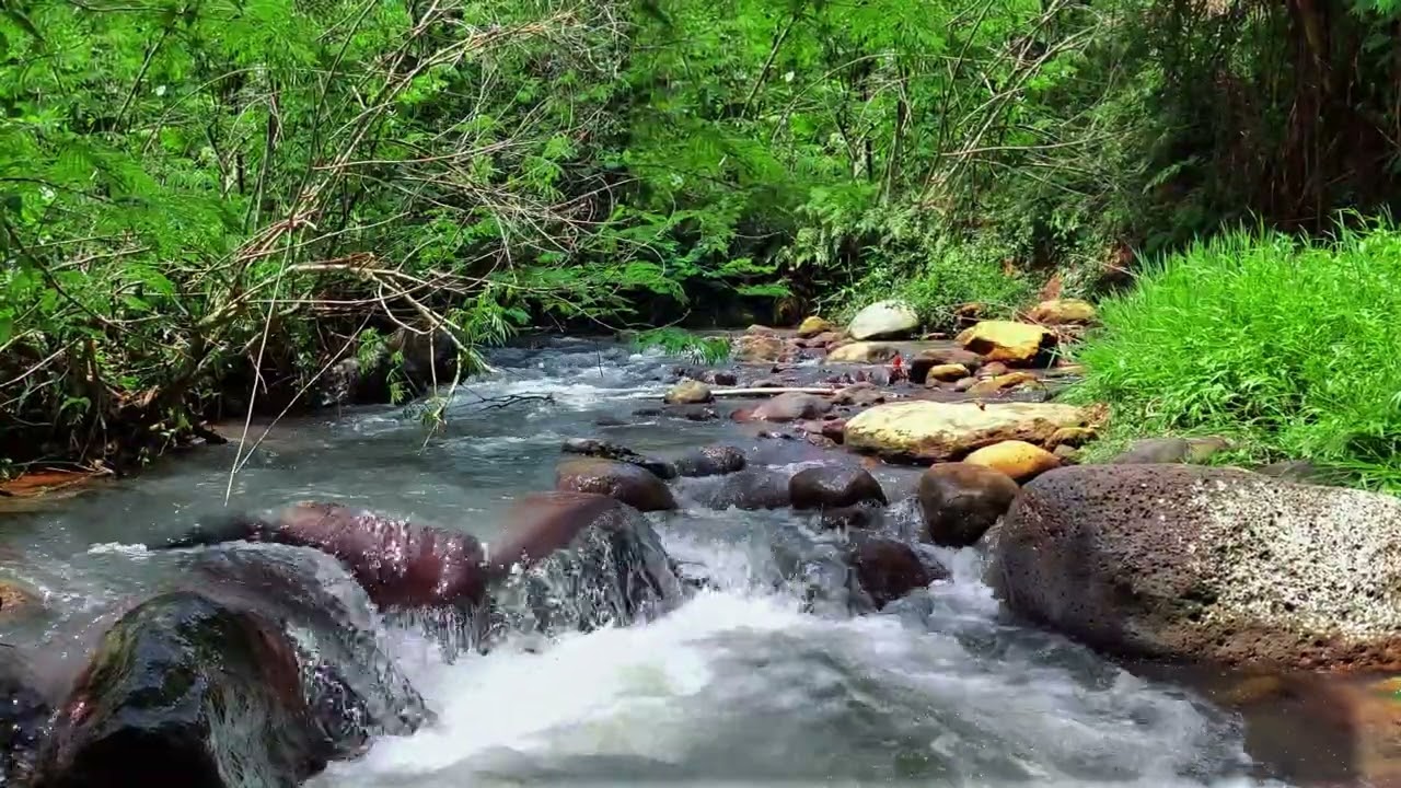 Continuous Rushing Water Sounds for Stress Relief - Peaceful Rocky Stream in Tropical Forest