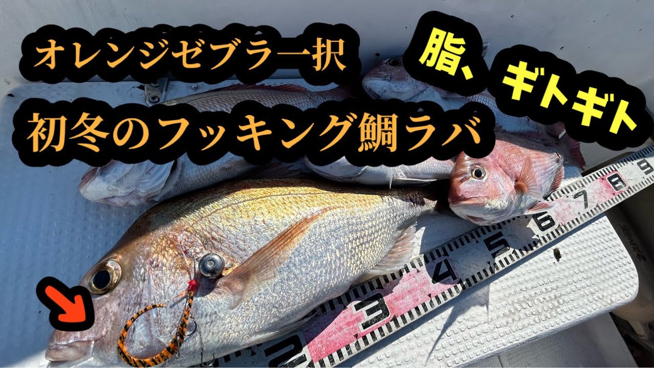 2025年12月6日、土曜日。オレンジゼブラ一択！脂ギトギト！初冬のフッキング鯛ラバ