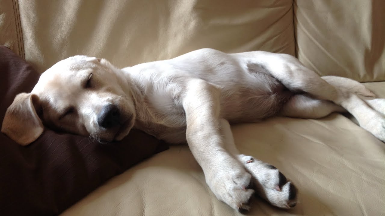 Tribute for my dog 