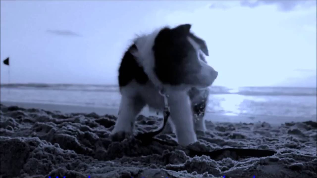 We do not test on animals - REFICIS