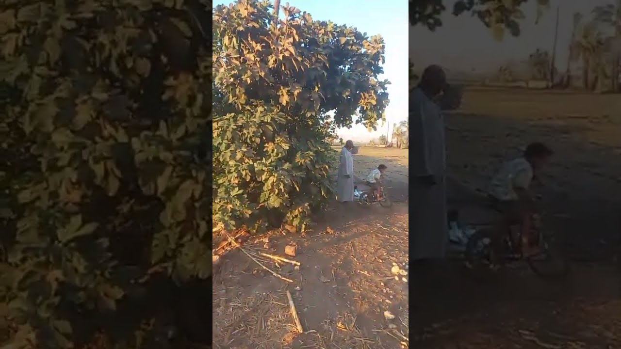 منظر طبيعى فى الارياف محافظة أسيوط فى مصر