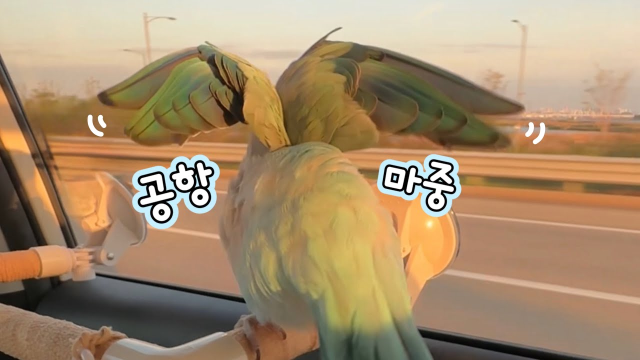✈️누나 마중도 좋지만 드라이브가 더 좋꾸!