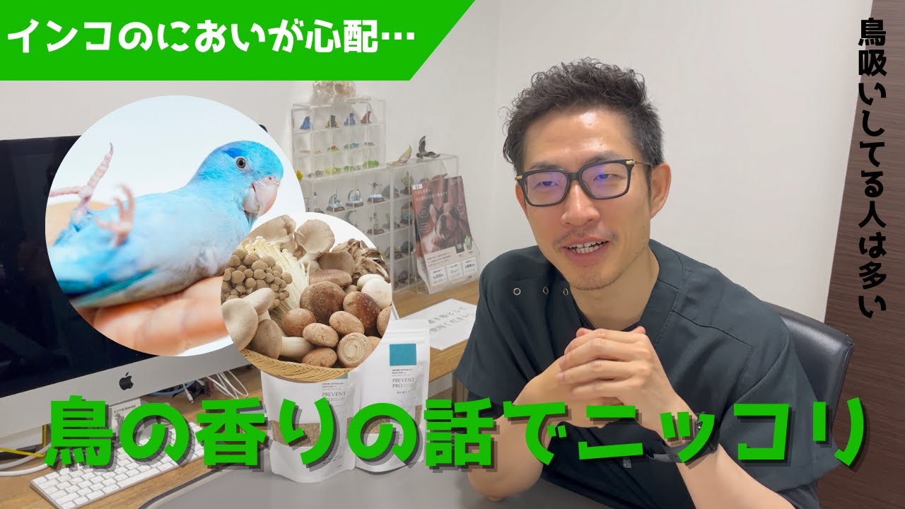 【質問コーナー】マメルリハから舞茸の香りが...病気？シニア期のご飯の内容や量で気をつけることは？インコが飛べなくなったら寿命に影響はありますか？にお答えしました！