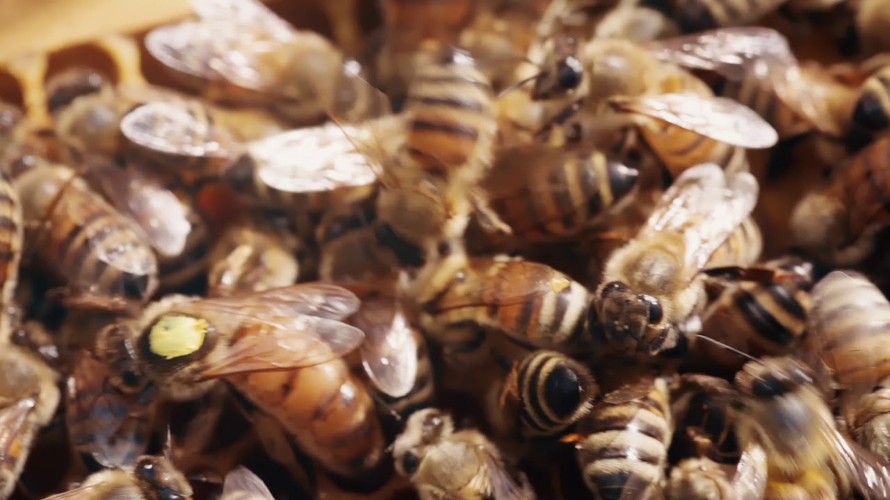 Il primo miele al mondo dedicato alla degustazione: guarda il video!